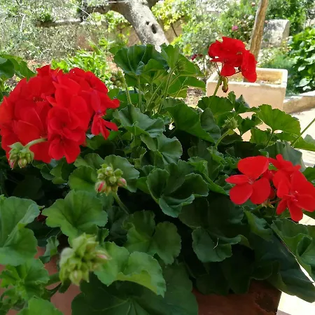 アパートホテル Residenza Aurora